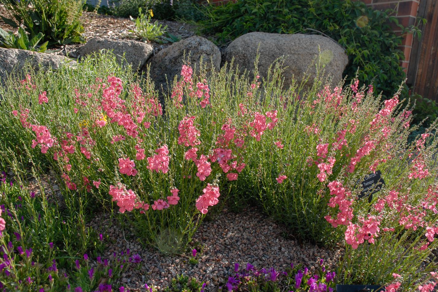 Coral Canyon Twinspur